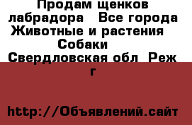 Продам щенков лабрадора - Все города Животные и растения » Собаки   . Свердловская обл.,Реж г.